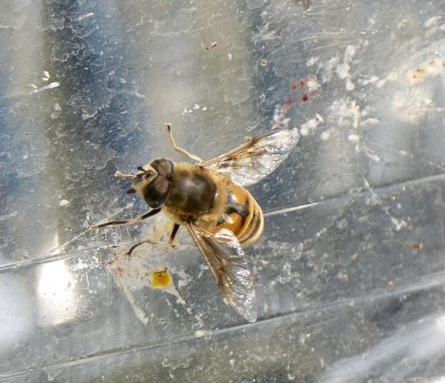 Common Drone Fly