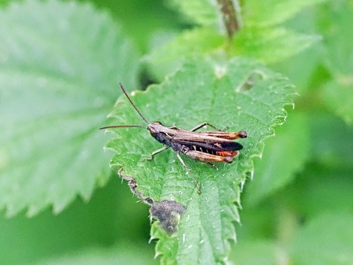 Woodland Grasshopper