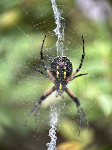Yellow Garden Spider