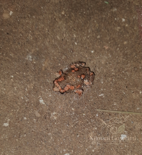 Painted Globular Frog