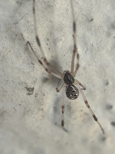 Brown Widow