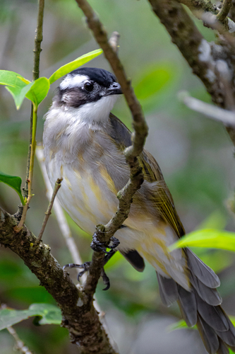 Light-vented Bulbul