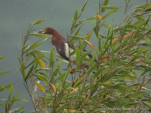 Chinese Pond-Heron