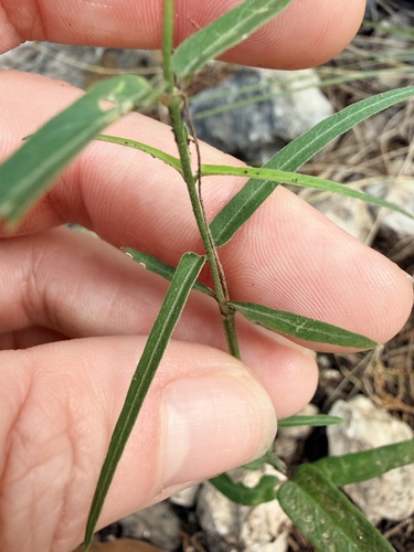 wavyleaf twinevine