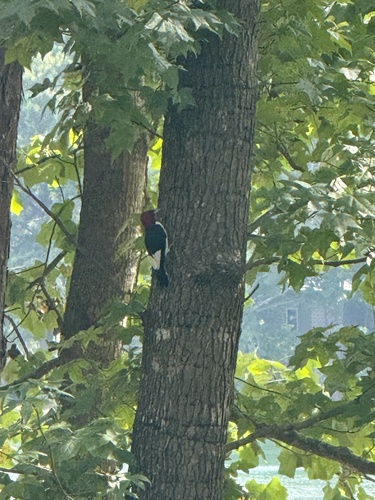 Red-headed Woodpecker