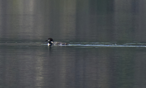 Common Loon