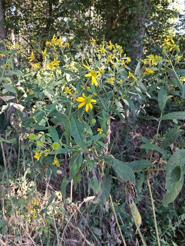 Wingstem