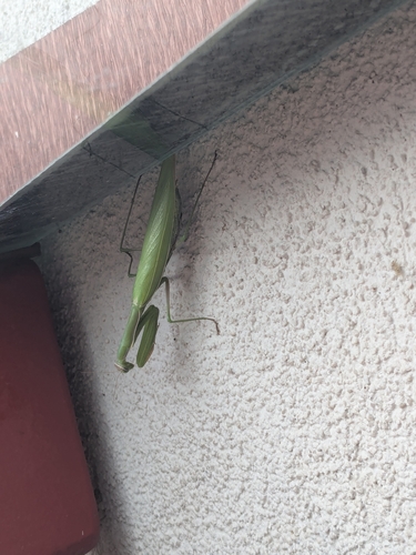 European Mantis