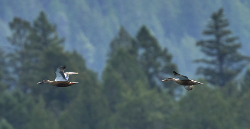Northern Shoveler