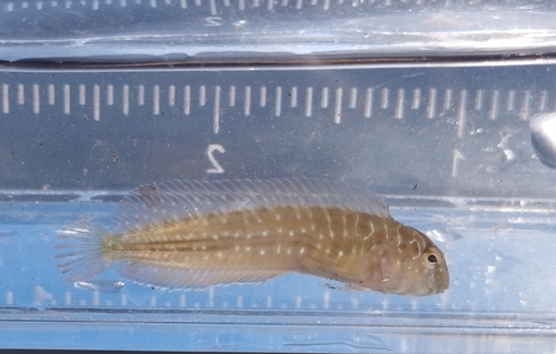 Peacock Blenny