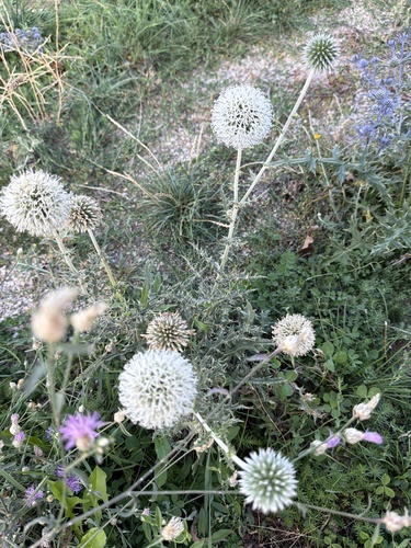 Glandular Globe-thistle