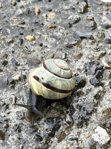Brown-lipped Snail