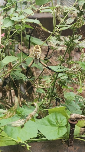 Yellow Garden Spider