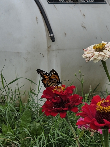 Monarch