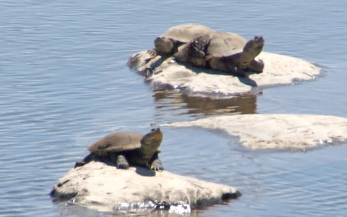 Helmeted Turtle