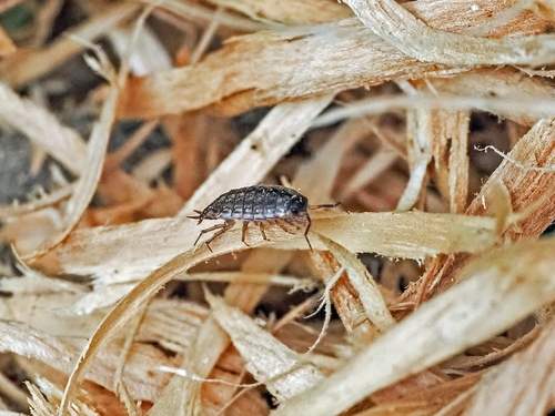 Common Striped Woodlouse