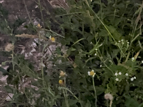 Tridax Daisy