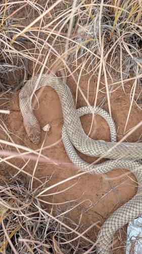 Common Coachwhip
