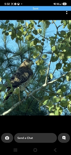 Broad-winged Hawk
