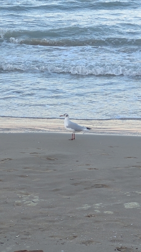 Black-headed Gull