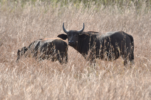 Cape Buffalo