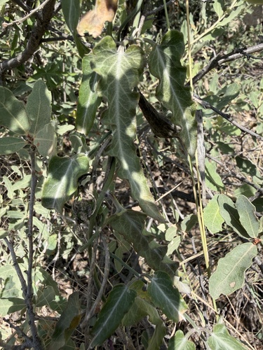 wavyleaf twinevine
