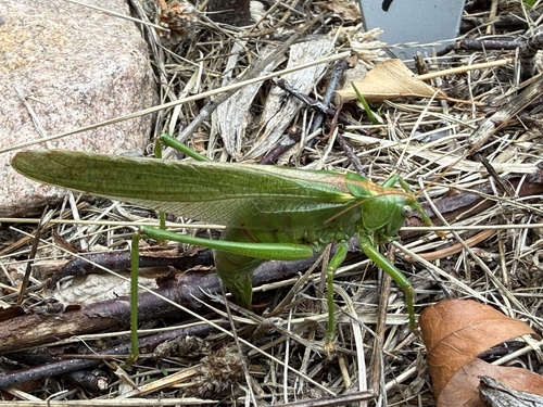 Great Green Bush-cricket