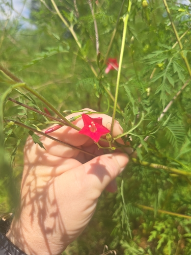 Cypress Vine