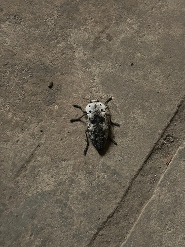 Capnodis miliaris