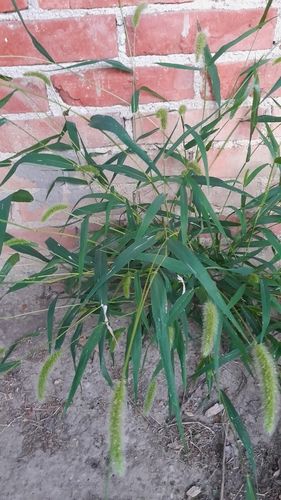 Green Bristle Grass