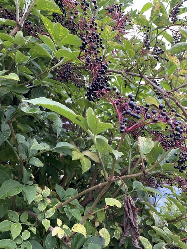 European black elderberry
