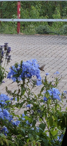 Eurasian Hummingbird Hawkmoth