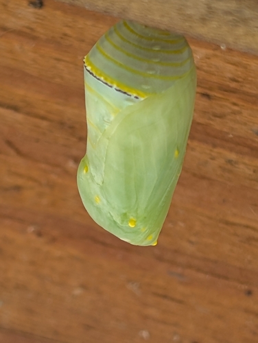 Monarch