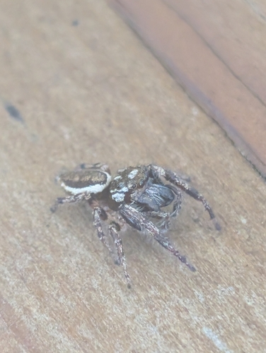 Bronze Jumping Spider
