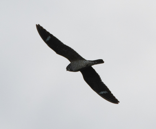 Common Nighthawk