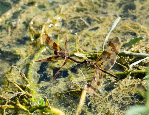 Halloween Pennant