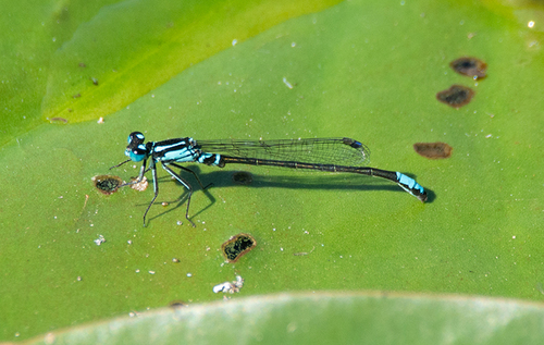 Lilypad Forktail