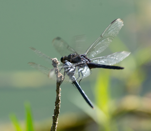 Eastern Pondhawk