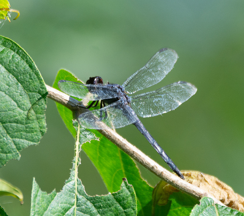 Slaty Skimmer