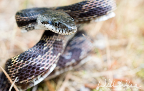 Central Ratsnake