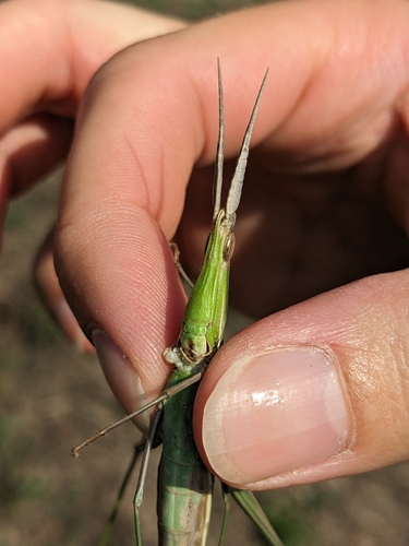 Mediterranean Slant-faced Grasshopper