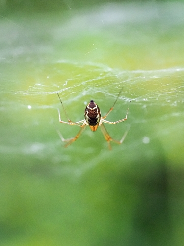 Common sheetweb spider