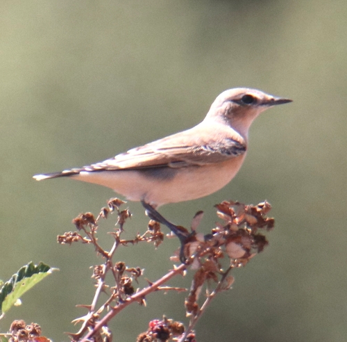Northern Wheatear