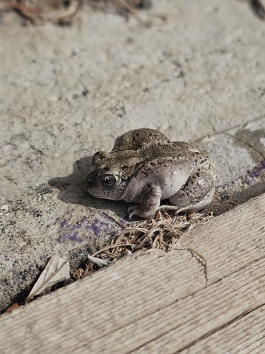 Great Basin Spadefoot