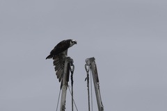 Osprey