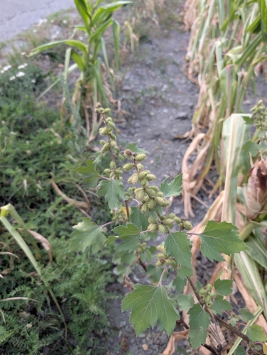 rough cocklebur