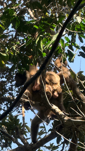 Northern Muriqui