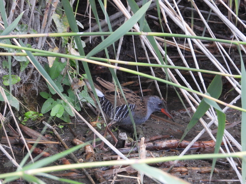 Water Rail