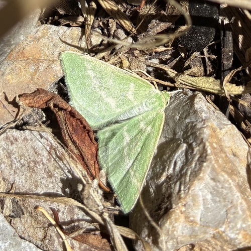 Essex Emerald