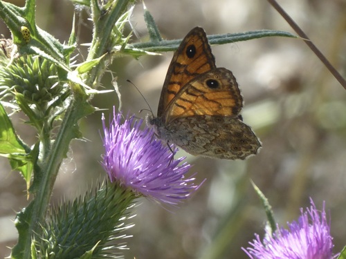 Wall Brown